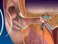 How our ear work  and what are the parts of our ear