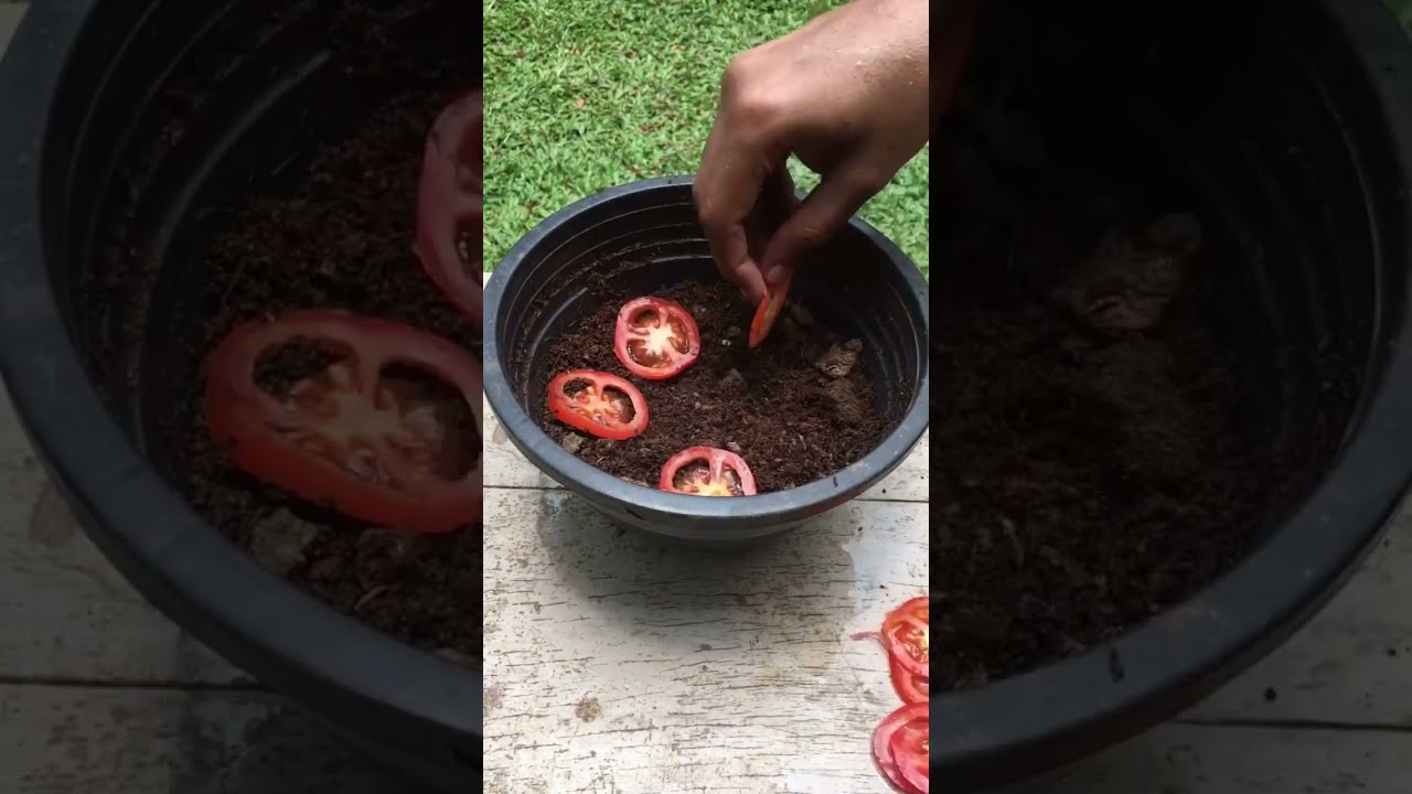 Grow Your Vegetable Garden At Home Plants Tomatogarden Gardening