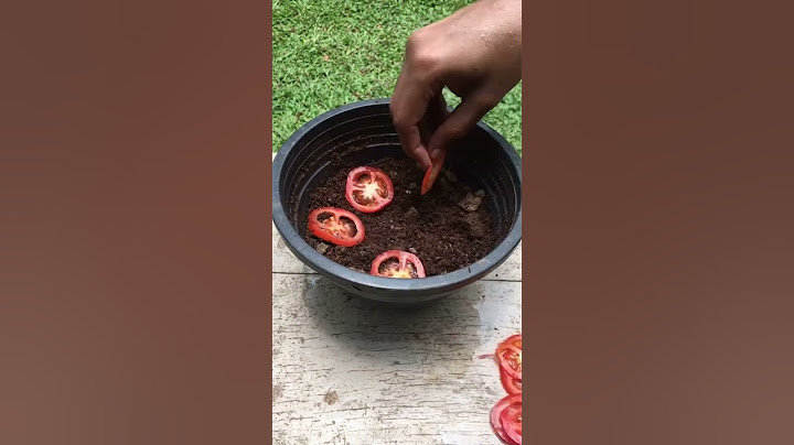 Grow your vegetable garden at home ! #plants #tomatogarden # #garden #gardening