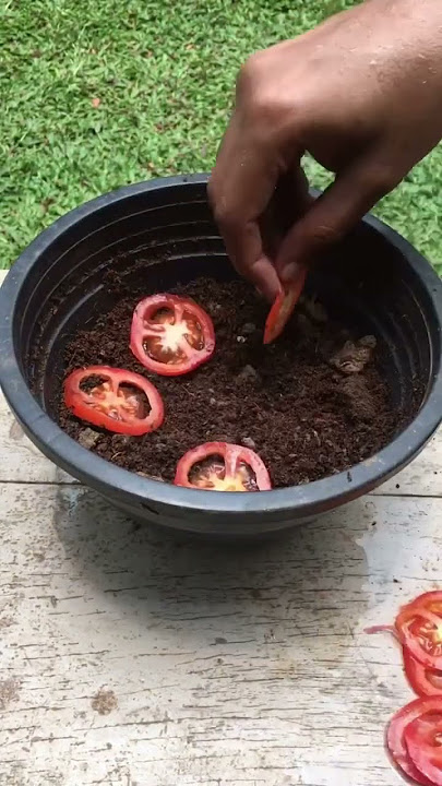 Grow your vegetable garden at home ! #plants #tomatogarden # #garden #gardening