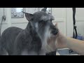 How to Groom a Schnauzer - Do-It-Yourself Dog Grooming