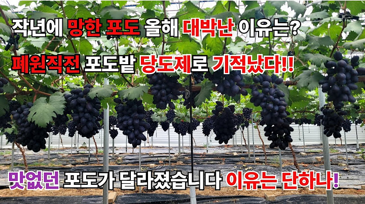 작년에 망한 포도  올해 대박난 이유는? 맛과 당도를 한번에 샤인머스켓 가능한가?