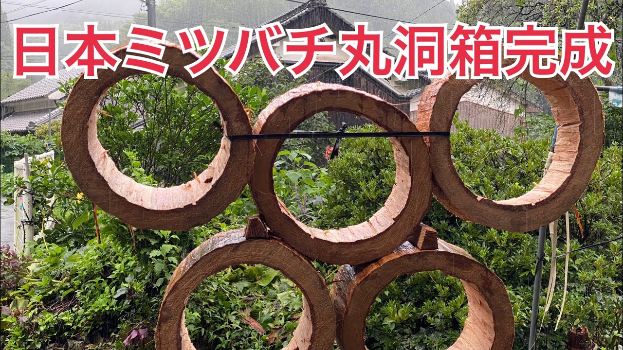 日本ミツバチ丸洞箱完成】【杉の丸太をくり抜き丸洞箱作ります】【千年