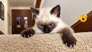 Funniest Cat Videos 😹 Hilarious Cats Acting Weird Caught On Camera screenshot 1