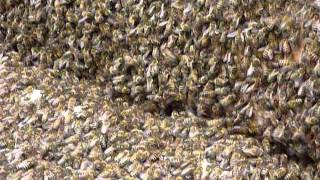Swarm of bees marching into their new home