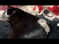 かまちょなハムスター🐭❤️🐈‍⬛【77】猫とハムスター