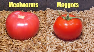 Mealworms vs Maggots. Tomato Fight Time Lapse 🍅