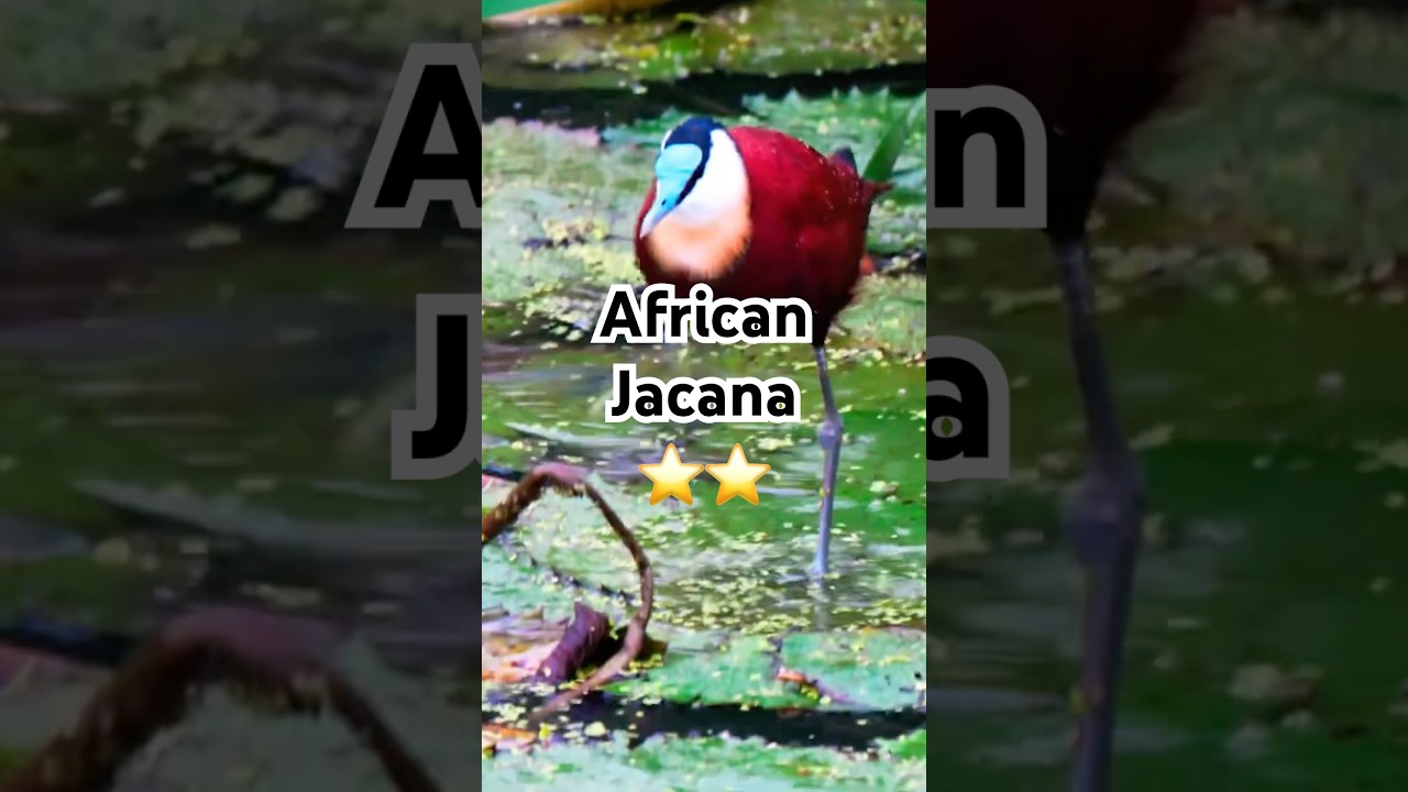 African Jacana | 2 Star | Grootlangtoon