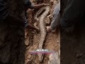 🐍 ЧТО ЗА СТРАННЫЙ ОТРОСТОК У ЗМЕЙ 😨  #наука  #интересно #факты