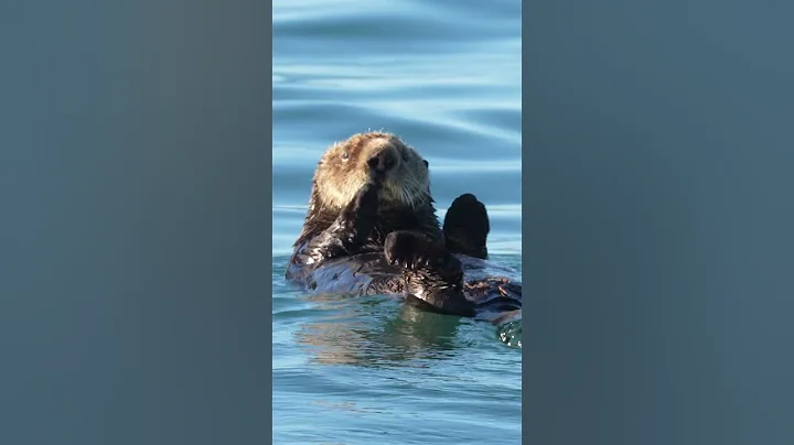 Sea otter floating on water