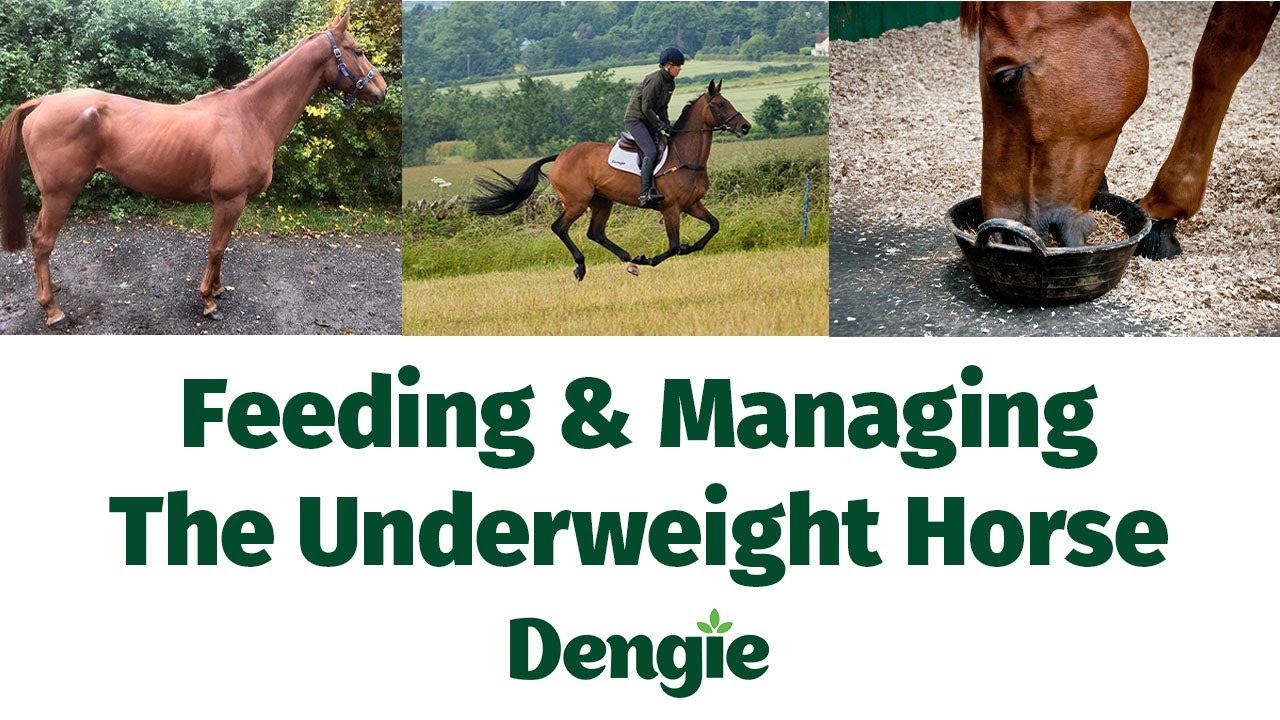 inar Feeding & Managing The Underweight Horse YouTube