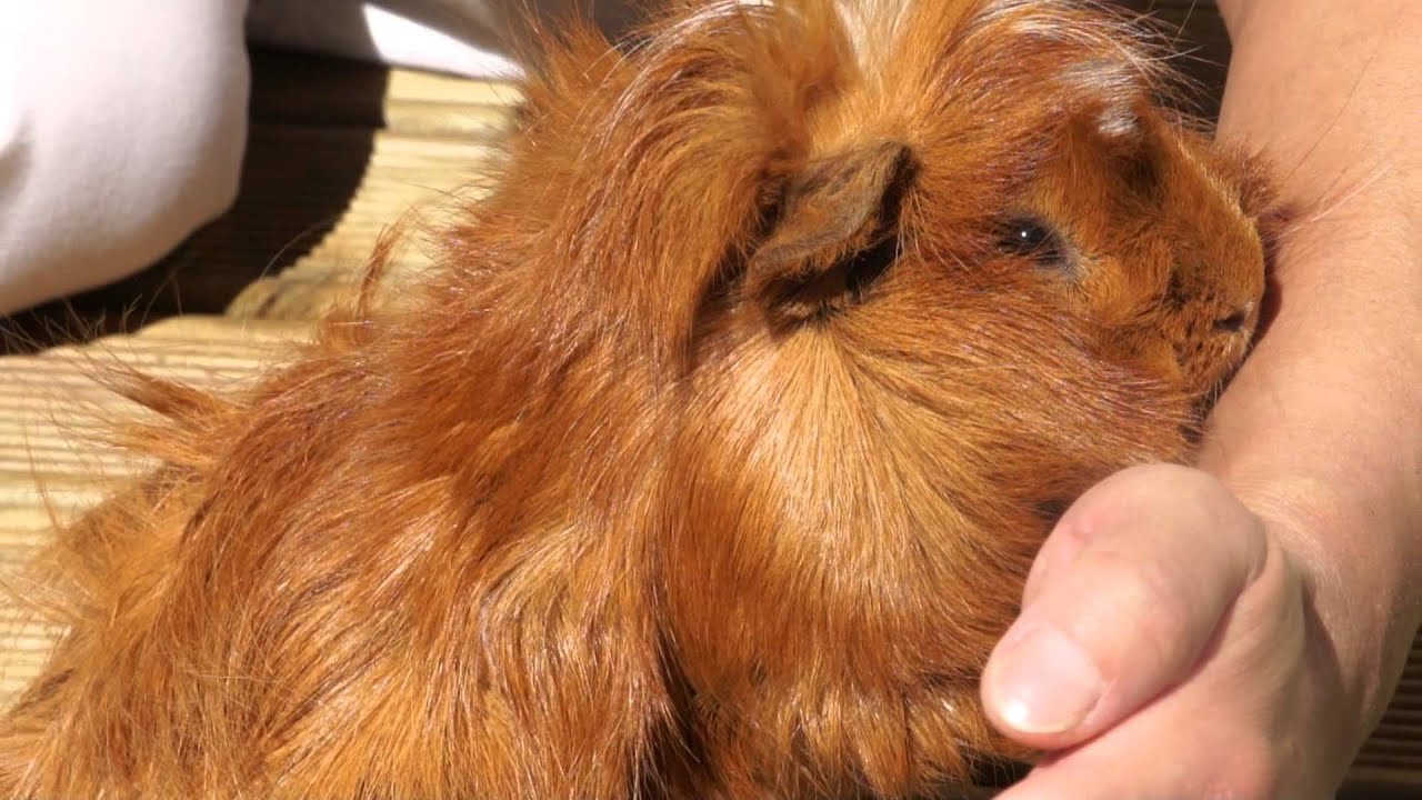 Grumpy Simba 超不爽的辛巴 - YouTube