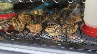 All About Brooders - Tully River Jumbo Quail & Cage Co