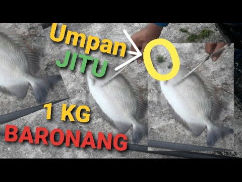 UMPAN JITU MANCING IKAN BARONANG