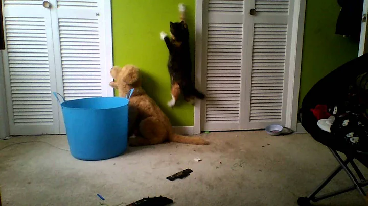 Cat Jumping On Wall For Light!