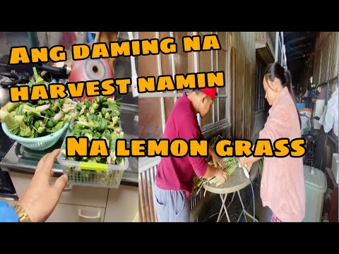 Hindi na ubos. Pag harvest sa subrang dami ng lemon grass