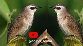 SUARA PIKAT CRUKCUKAN KEJEPIT MP3