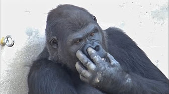 動物のうんち 鼻くそ おならなど すべて見るにはここをクリック Youtube