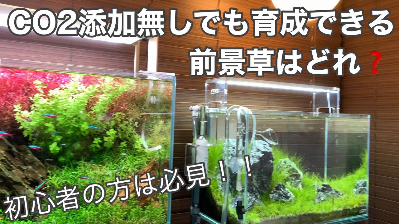 Co2添加無しで育成可能な前景草を紹介 年1月22日新入荷情報 初心者向け水草水槽のノウハウ Aquarium Technique Youtube