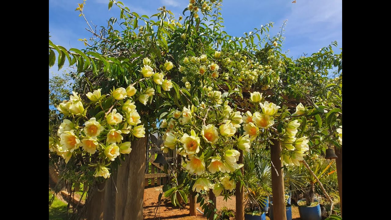 Orai por nós! (Pereskia aculeata, a ora pro nobis)