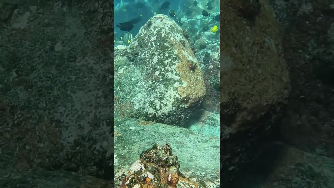 Что можно и чего нельзя делать во время подводной охоты на Большом острове Гавайи — что я делаю, ...