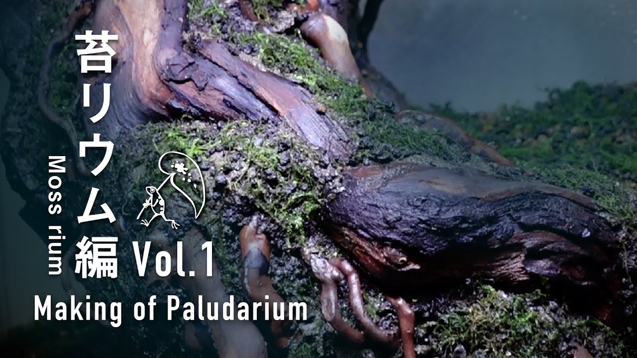Making of Paludarium 3045 cage Vol.1【Paludarium】 - YouTube