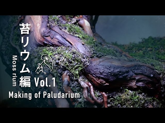 Making of Paludarium 3045 cage Vol.1【Paludarium】 - YouTube
