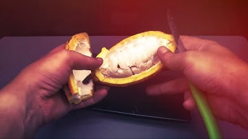 Fast-Forward Nature: Watch a Cacao Plant Thrive in Just 30 Days! | #CacaoPlant #GrowingTimelapse