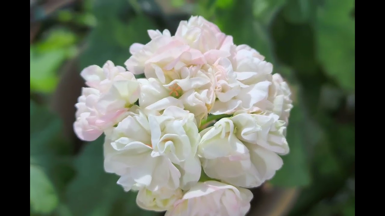 겨울에 핀 제라늄2 