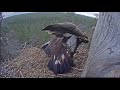 ~ Kolacja dla Młodego Orła przedniego ~ Golden Eagle in Finland