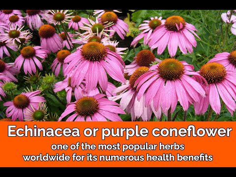Echinacea (purple coneflower) – one of the most popular herbs for its numerous health benefits