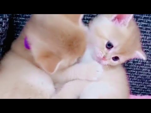 دو بلیوں کی لڑائی ہوگئی شارٹ ویڈیو ضرور دیکھیں