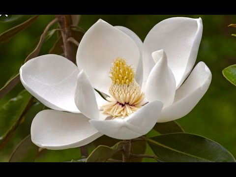 Video: Malattie della magnolia di Sweetbay: riconoscere i sintomi della malattia della magnolia a Sweetbay