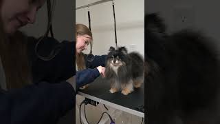 Brad's Barkery Grooming & Spa at Court of the Fountains Carmel-by-the-Sea California.