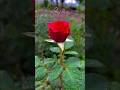 फुल ROSE love song of Punjab #Love #romantic #heart #flowers  #goodmorning #shortsfeed #shorts #bts