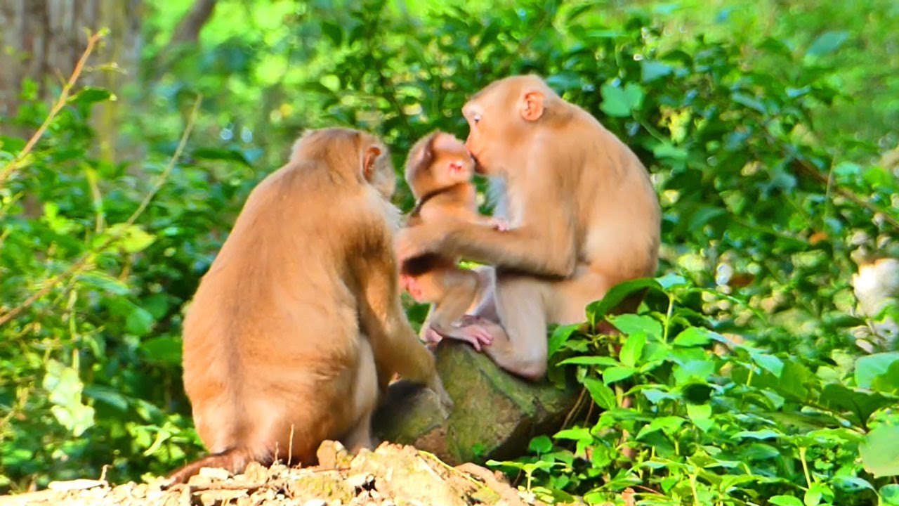 Very lovely families monkeys are living together so happiness - YouTube