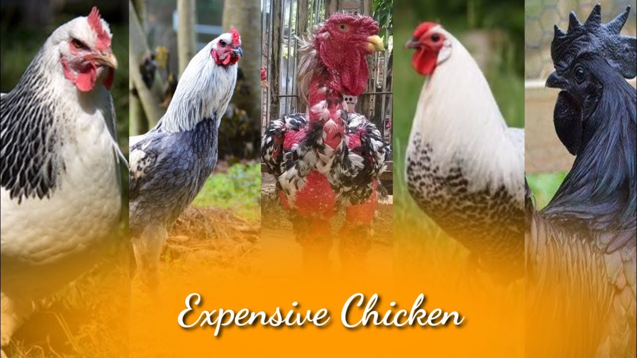Top 10 Most Expensive Chickens In The World