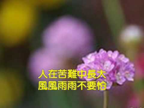 凤飞飞-没有泥土那有花