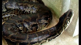 Samantha - The Biggest Burmese Python in Bohol, Philippines