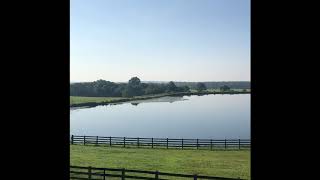 Corgi Pond with Watershield