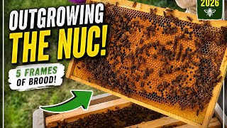 Time to Give My Nuc More Room! Year 2 Beekeeping