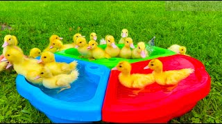 Sunny Day of 20 Ducklings with Funny Dog
