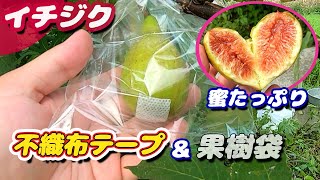 イチジク収穫　不織布テープで害虫侵入を防ぎ収量アップ【無農薬・有機栽培】