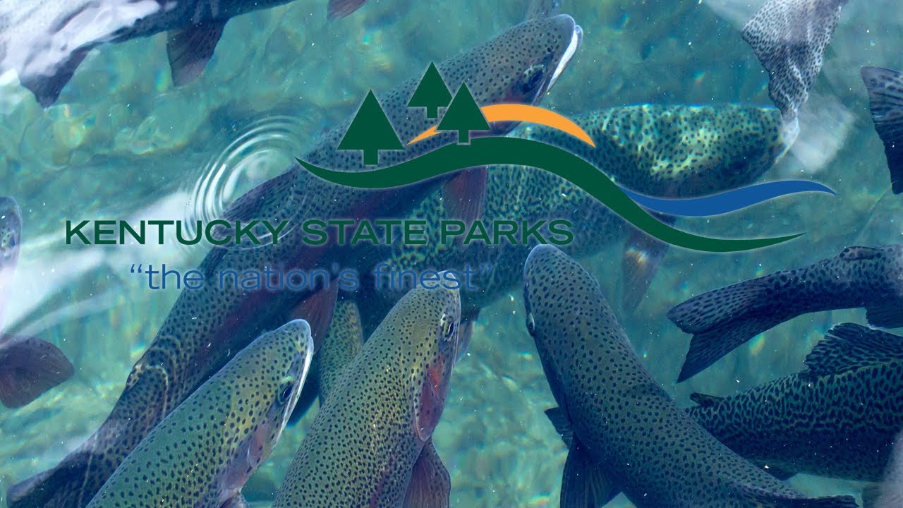 Mill Creek Lake Trout Stocking at Natural Bridge State Resort Park YouTube