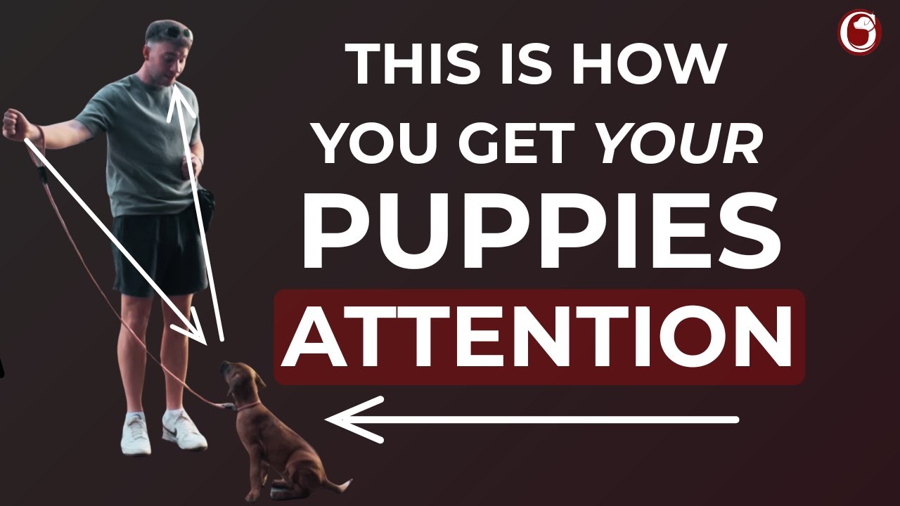 Full Tutorial; Focus Around Distractions (4K)