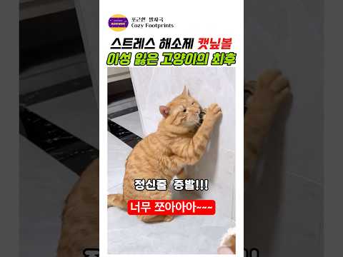 스트레스 해소제 캣닢볼 이성잃은 고양이의 최후#고양이 #고양이일상 #반려묘#캣닢볼 thumbnail