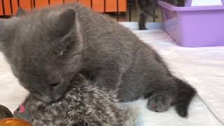 Русские голубые котята! Питомник Ruzara ❤️ Русские голубые котята! Питомник Ruzara ❤️