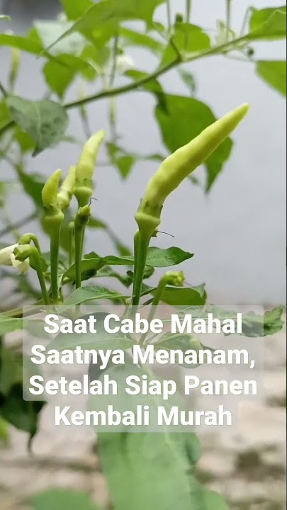 Saat Harga Cabe Mahal Menanam Sendiri, Ketika Siap Panen Harga Kembali Murah