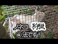 ノネコを狩猟して食べる行為。　猟師ぴかるが語る