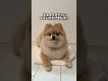 ちびツノがポイントなポメ